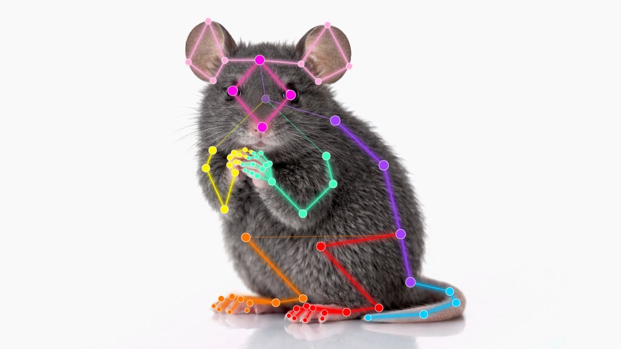 Lab mouse with an AI behavior-tracking overlay